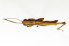 CollectionObject 1591223; 45f9eeb9-67e5-41ef-a8a4-9e5b1320b2eb: female, dorsal view (paratype). (CollectionObject).
