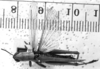 CollectionObject 1530564; d6ddcdfb-7bf9-418c-b12d-a4999873c48f: Image Carbonell, C.S. male, dorsal view (syntype). (CollectionObject).