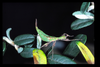 Nanophyllium australianum Cumming, Le Tirant & Teemsma, 2018: copyright D.C.F. Rentz. male nymph, Qld, x.1986. (Otu).
