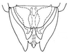 Subgenital plate: !! display not done !! on Psammotettix lividellus (Zetterstedt, 1837): genital capsule, ventrally. (Observation).
