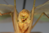CollectionObject 2376978; bb371f53-4fb4-4895-8d57-75e746bdada8: (CollectionObject).