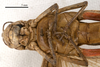 CollectionObject 1538244; c0916a09-98ef-4d96-9a0a-25b727fe70cb: female head and thorax, ventral view (holotype). (CollectionObject).