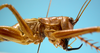 CollectionObject 1542790; 45c5b3ec-018e-4b4a-9822-ba3a9b09fac1: male, apical part lateral view (holotype of Cerberodon cuiabensis). (CollectionObject).