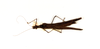 CollectionObject 1562280; 069ec325-e74c-45af-9aac-9e6df783d439: copyright ETHZ, Zurich. female, dorsal view (syntype). (CollectionObject).;CollectionObject 1562281; 2e8ff5d6-4808-47a3-82c9-ab331979b478: copyright ETHZ, Zurich. female, dorsal view (syntype). (CollectionObject).