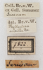 CollectionObject 1532264; NMW 7822, beb91ef0-6225-4af1-88a8-e248cfb80d70: labels (holotype). (CollectionObject).