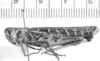 CollectionObject 1524993; 9be00f57-8cb1-45ff-b54d-4bba67383340: male, lateral view (lectotype of Plectrotettix calidus). (CollectionObject).