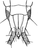 Nymph: (Observation).