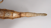 CollectionObject 1556991; c99f642c-06e2-4d37-a7d6-2016fad93fc7: copyright ZMB, Berlin. female: end of abdomen, ventral view of Acanthoderus cornutus (syntype). (CollectionObject).;CollectionObject 1556992; 4054a909-f579-40f6-9dcc-72cb0887fbc8: copyright ZMB, Berlin. female: end of abdomen, ventral view of Acanthoderus cornutus (syntype). (CollectionObject).