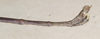 CollectionObject 1557146; 1a814f6e-df9a-4291-8c94-a4daece8f337: copyright St. Petersburg. male: end of abdomen, lateral view (syntype). (CollectionObject).