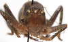 CollectionObject 1527091; 2218c354-e7d4-4807-b47d-ffe5603497f5: male face (holotype). (CollectionObject).
