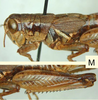 Melanoplus payettei Hebard, 1936: male. (Otu).