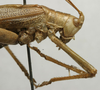 CollectionObject 1535055; ef16bb8e-242c-450f-8210-a9c2d4bfe98c: male pronotum, lateral view (holotype). (CollectionObject).