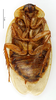 Eublaberus distanti (Kirby, 1903): CC BY-NC-ND 4.0/MNHN - Depraetere Marion - 2014. Non type, male. Specimen number: MNHN-EP-EP1252. http://coldb.mnhn.fr/catalognumber/mnhn/ep/ep1252. (Otu).