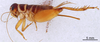 CollectionObject 1961571; 498283df-9f9d-4ebe-9792-95fc21ac0bab, ANSP004_GRYLL_ANSP: Female, lateral view (paratype). (CollectionObject).