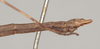 CollectionObject 1557678; 287eeb51-1fd9-4681-af17-6dc6874392ee: copyright Natural History Museum, London. male: end of abdomen, lateral view (syntype). (CollectionObject).;CollectionObject 1557679; 006811f1-1135-452a-96dd-3f7a6ef14493: copyright Natural History Museum, London. male: end of abdomen, lateral view (syntype). (CollectionObject).