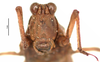CollectionObject 1577269; OUM 725 2/3, 33d0e488-0ab3-47b2-b25b-356ecbaa5c39: female, frontal view (paralectotype). (CollectionObject).