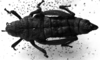 CollectionObject 1506638; 8f186a53-74a0-4538-a1ee-8aa98b50bedf: Image Carbonell, C.S. female, dorsal view. (CollectionObject).