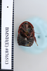 Copyright NHM, London. Holotype female of synonym Pseudoglomeris dubia, ventral view. Depicts CollectionObject 1552823; NHMUK(SF IMPORT DUPLICATE) BMNH(E) 876513, 78e989ad-1fee-4b1a-860f-dc173e5b5d5d, a CollectionObject.