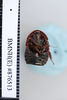 CollectionObject 1552823; NHMUK(SF IMPORT DUPLICATE) BMNH(E) 876513, 78e989ad-1fee-4b1a-860f-dc173e5b5d5d: Copyright NHM, London. Holotype female of synonym Pseudoglomeris dubia, ventral view. (CollectionObject).