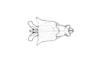 Tropidacris descampsi Carbonell, 1986: Fig. 39E. phallic complex, epiphallus removed, dorsal view. (Otu).