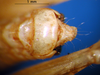 CollectionObject 1501661; e37b34d5-fc23-421a-82c4-fdfecb424a82: male, subgenital plate (syntype). (CollectionObject).