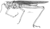 Calcitrena maculosa Eades, 1961: Fig. 20. female habitus. (Otu).
