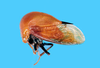 Germariana Sakakibara, 1998: _Germariana terminalis_. (Otu).