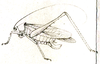 Homotoicha diversa Brunner von Wattenwyl, 1891: Fig. 23. female habitus (body length 19 mm, pronotum 5 mm, tegmina 26 mm, hind femora 25 mm, ovipositor 6.5 mm). (Otu).