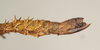 CollectionObject 1562109; NHMUK(SF IMPORT DUPLICATE) 844567, 373952ad-9694-4b07-a526-0d826aa0dc25: copyright Natural History Museum, London. female: end of abdomen, lateral view (holotype). (CollectionObject).