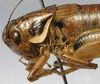 CollectionObject 1520748; 99596164-bae8-4264-a360-16b962ed3b74: male, lateral view (paratype). (CollectionObject).