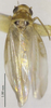 Habitus, dorsal view on Seriana kovka Dworakowska, 1981: (Observation).