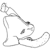 Pygofer, lateral view on Amazygina decaspina Dietrich & Dmitriev, 2006: Pygofer, anal tube, and subgenital plate (A. compressa Dietrich & Dmitriev), lateral view. (Observation).