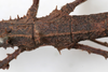 CollectionObject 1558172; 8948cf4d-207b-4e67-b86b-569924ea49cf: copyright NMW, Vienna. female: mid-body, dorsal view (syntype). (CollectionObject).;CollectionObject 1558173; 08870ce4-b04c-4543-a31f-b1409d0348f5: copyright NMW, Vienna. female: mid-body, dorsal view (syntype). (CollectionObject).