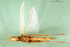 CollectionObject 1501501; 865c340a-ea8a-4459-9cb9-fcd1ce733ac6, MfN BA000619S01: female, ventral view (holotype). (CollectionObject).