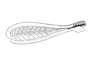 Dichroplus patruelis (Stål, 1861): Fig. 1A. hind femur, external face. (Otu).