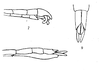 CollectionObject 1561191; ad14d6bb-9751-4cab-9a84-65aba8bfe455: male (holotype) from original publication. (CollectionObject).