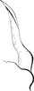 Aedeagus, lateral view: !! display not done !! on Maiestas horvathi (Then, 1896): Aedeagus, lateral view. (Observation).