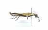 CollectionObject 1599762; MNCR 3,783,384, 1c18b6d4-0e60-42c4-b807-005c8518d04f: copyright MNCR. female, lateral view (holotype). (CollectionObject).