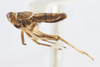 Habitus, lateral view: !! display not done !! on Pissonotus muiri Metcalf, 1943: (Observation).
