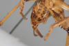 CollectionObject 1505573; d6cf464d-97e0-4b8e-81a9-007331000598: Female, ventral view (syntype). (CollectionObject).