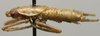 male, lateral view (lectotype). Depicts CollectionObject 1535072; 179ea9f6-d1aa-4703-bc4d-0d54d9524364, a CollectionObject.