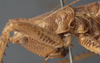 CollectionObject 1506488; 4cff3d33-6c1d-45f7-b4a4-83cf9779bd89: female pronotum, lateral view (syntype). (CollectionObject).