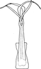 Aedeagus, ventral view on Empoa (Empoides) omani Dworakowska, 1977: Aedeagus, ventral view. (Observation).