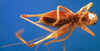 CollectionObject 1502480; ac5cb28f-0a4d-4df9-b5ce-51d0a0014c0e: male, ventral view (paratype). (CollectionObject).