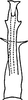 Aedeagus, ventral view on Erythridula lyratae (Ross & DeLong, 1953): Aedeagus, ventral view. (Observation).