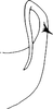 Aedeagus, lateral view on Neoaliturus pulcher (Haupt, 1927): Aedeagus, lateral view. (Observation).