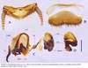 Eupolyphaga hanae Qiu, Che & Wang, 2018: (Otu).