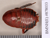 Melanozosteria castanea (Brunner von Wattenwyl, 1865): Holotype, male, dorsal. BMNH(E)#878033. (Otu).