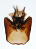Pygofer, ventral view: !! display not done !! on Chionomus aculeatus (Beamer, 1948): (Observation).