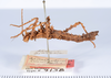 CollectionObject 1560972; ec60e166-052f-4a8a-9fb5-0abeebf275aa: copyright ANSP. male, lateral view (holotype). (CollectionObject).